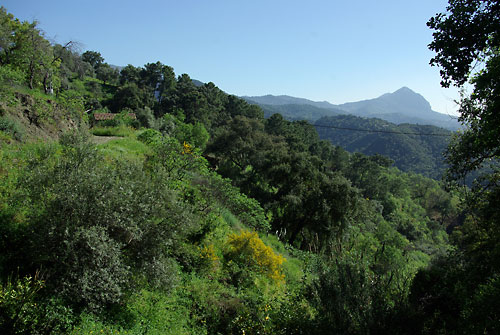 Foto des Blicks auf die Sierra Crestellina (Andalusien)