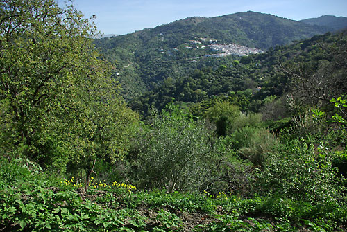 Blick auf Jubrique (Andalusien)