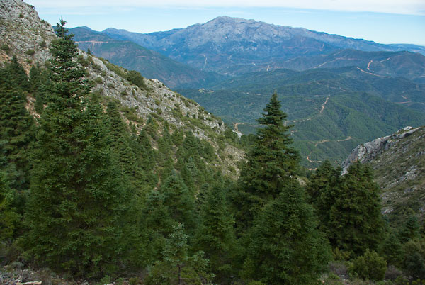 Foto des Ausblicks vom Igeltannenwald de los Cuchillos auf den Torrecilla