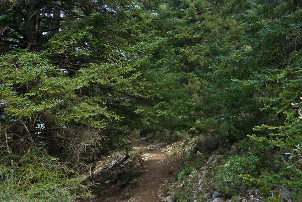 Igeltannenwald del Pozuelo, Sierra de Canucha, Andalusien