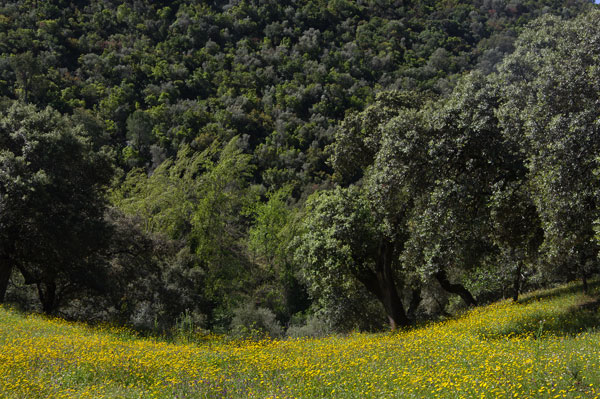 Foto der Sierra de Aracena, Andalusien