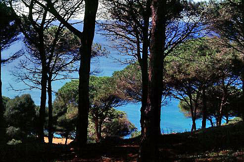 Foto eines Schirmkiefernwaldes an der Atlantikküste Andalusiens