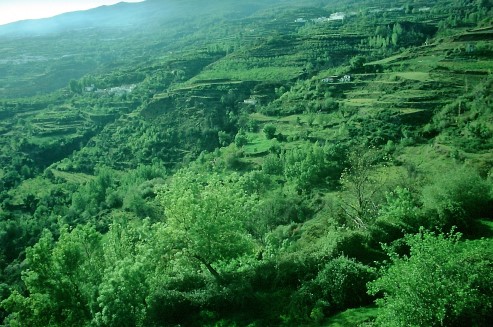 Foto der Terrassenlandschaft in der Taha de Pitres, Alpujarra, Sierra Nevada, Andalusien