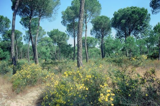 Foto eines Schirmkiefernwaldes im Nationalpark Coto de Doñana