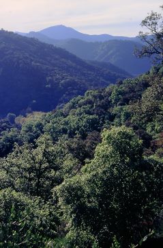 Foto, das die Wälder des Wandergebietes Tal des Río Genal (Andalusien) zeigt