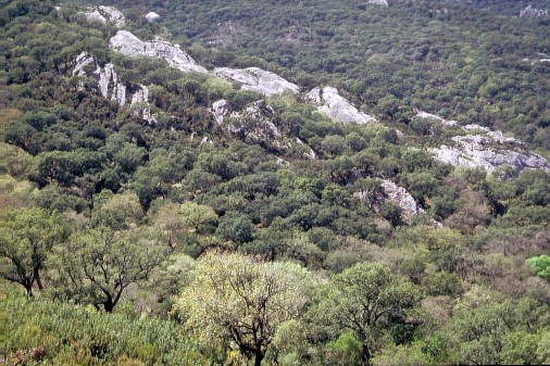 Foto, dass eine Korkeichenwald im Naturpark Los Alcornocales (Andalusien) zeigt.