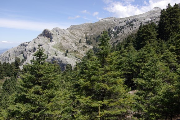 Igeltannenwald in der Cañada de las Animas (Sierra de las Nieves)