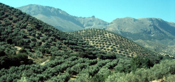 Die Sierras Subbética: Olivenhaine und die Sierra de la Horconera
